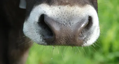 El Observador | 1605211147960.webp