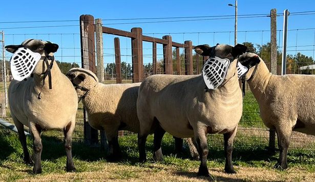 Bozales para ovinos, innovación tecnológica creada en Uruguay.