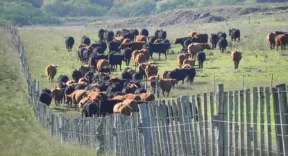 Uruguay posee menos vacunos que los registrados hace un año.