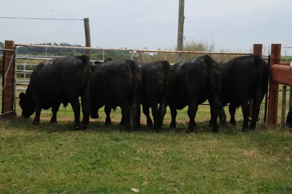 Lote Campeon de novillos Aberdeen Angus, expuesto por Frigorífico Modelo S.A.