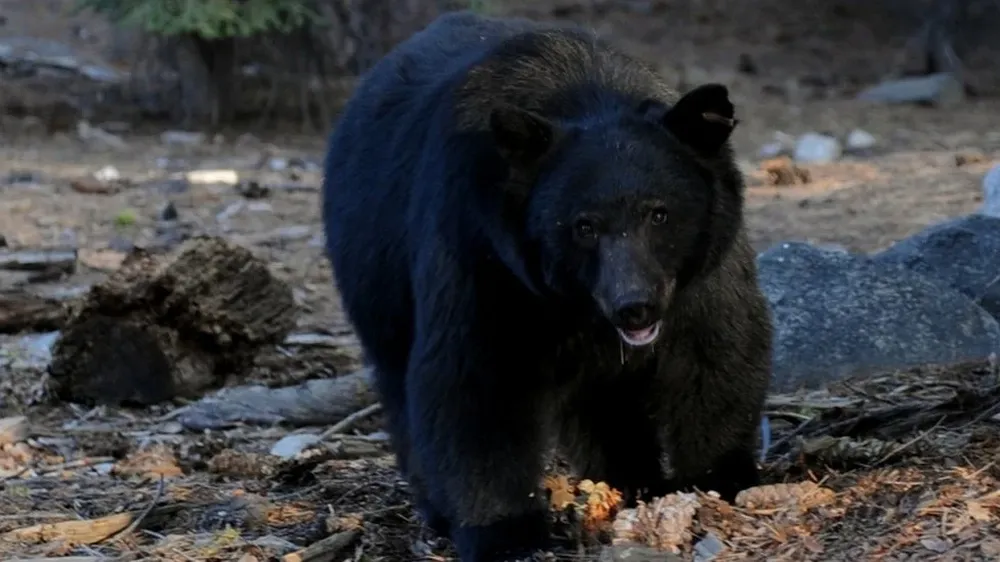 Varias especies de osos se consideran en peligro de extinción en Estados Unidos.