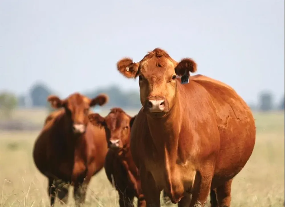 La venta se hará este lunes en Salto