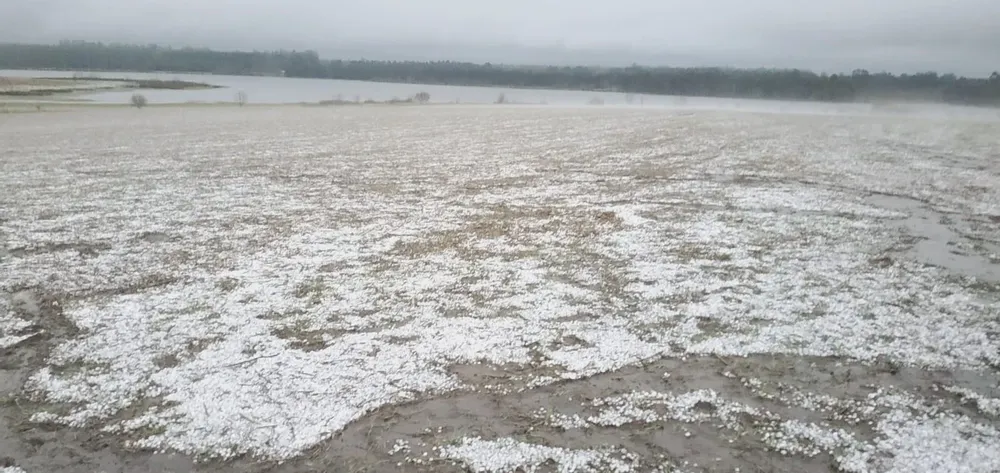Campo sembrado en la colonia Anibal Sampayo, en Paysandú.