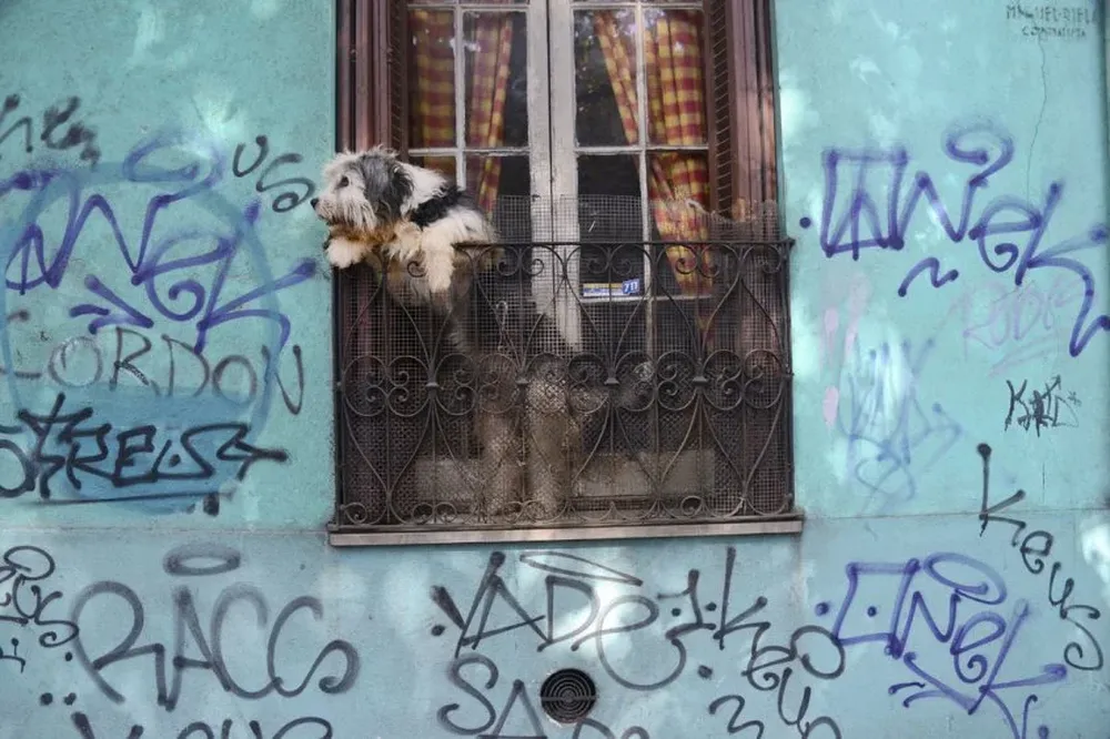 Los canes deberán acceder con un collar y una correa puesta