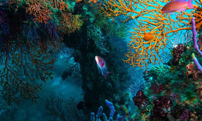 El triángulo coralino abarca Malasia, Filipinas, Indonesia, Papúa Nueva Guinea, Timor Oriental y las Islas Salomón.