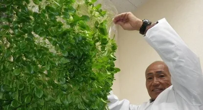 como japon esta revolucionando la agricultura sin tierra ni trabajadores