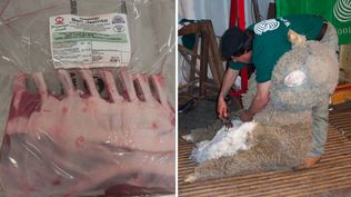 Lanas y carnes, los dos grandes motores de las exportaciones del rubro ovino.
