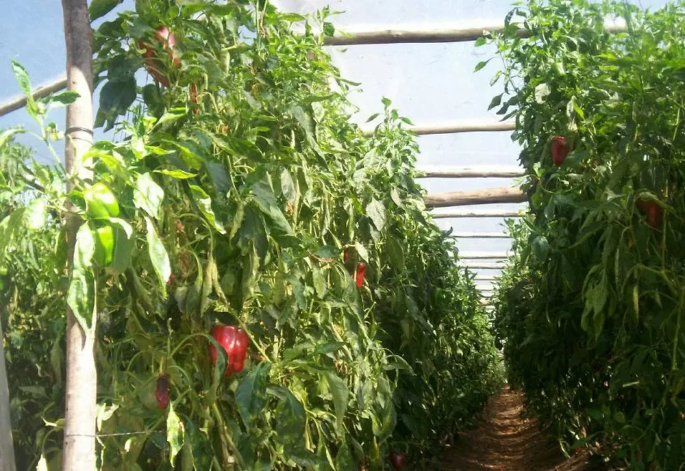 Los morrones siguen en la vidriera de altos precios del Mercado Modelo