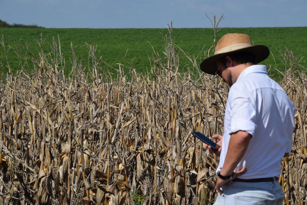 Agro: el valor del dólar, que ha ido descendiendo constantemente en los últimos tiempos, preocupa a los productores.