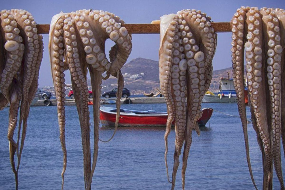 Los pulpos, de Galicia al resto del planeta.