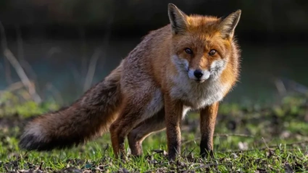 Aparece un zorro muerto por gripe aviar en Zaragoza.