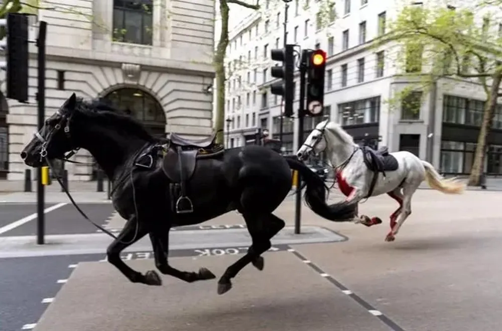 Foto de los caballos sueltos en Londres
