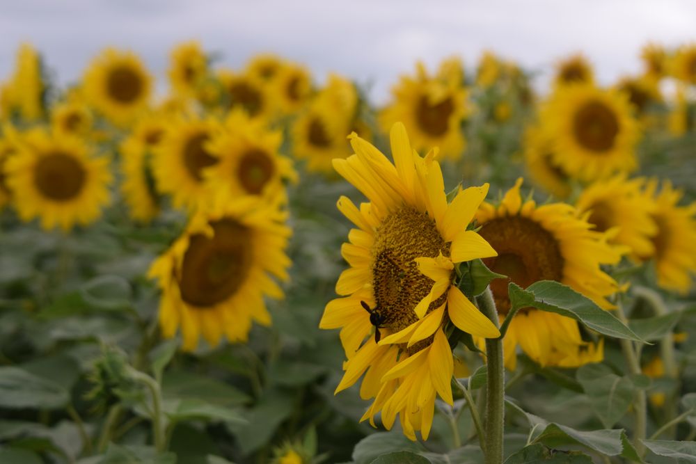 Agricultores y la campaña de verano: alegría por rindes y márgenes obtenidos con el girasol (foto: área de ensayo en el predio de la Expoactiva Nacional).