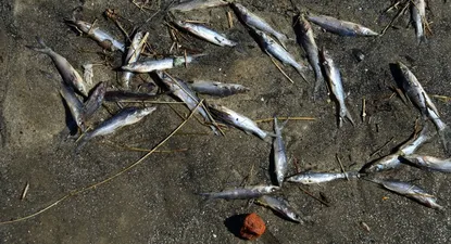 ¿por que aparecieron cientos de peces muertos en la playa del cerro?