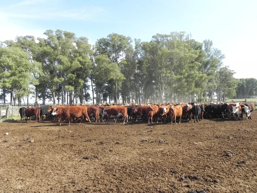 El precio del ganado sigue firme.