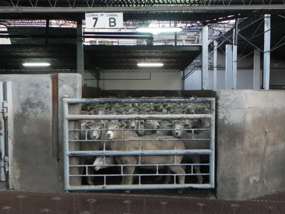 Ovinos prontos para faena (archivo).