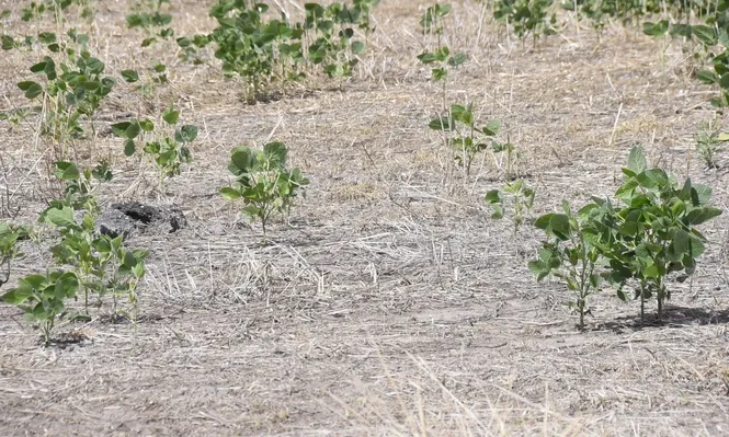 Sequía y agricultura: los veranos son cada vez más desafiantes para la soja y el maíz.