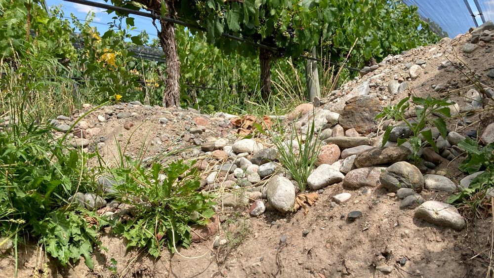 Suelo aluvional profundo del Valle de Uco, con una capa de arena y limo en el primer horizonte, seguido de piedra con calcáreo.