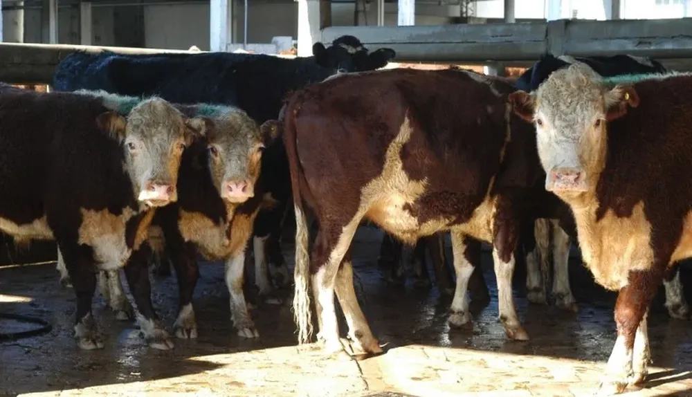 Suspenden pago de tarifas para embarcar por 180 días