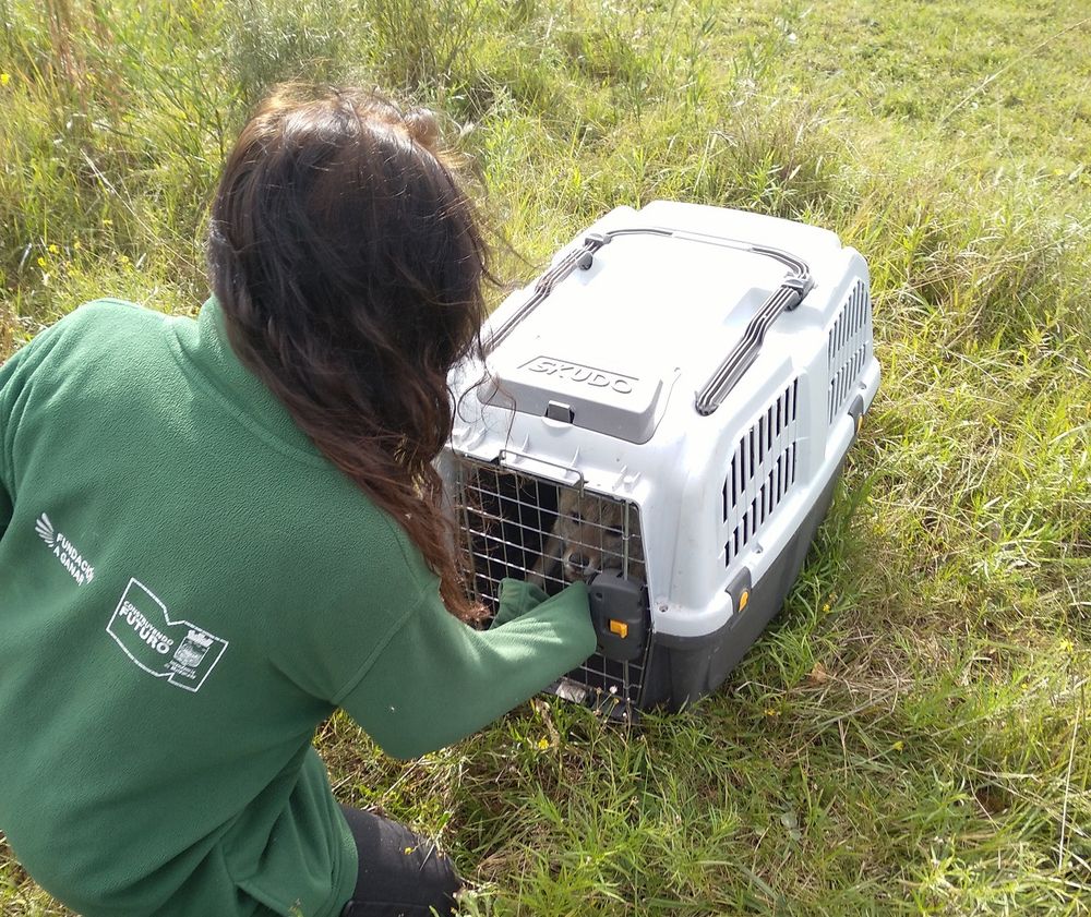 Liberación del zorro&nbsp;