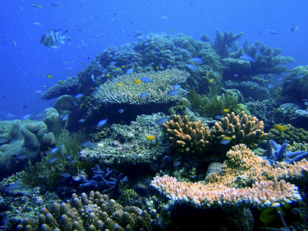 La gran barrera de Coral sufre su mayor declive coralino.