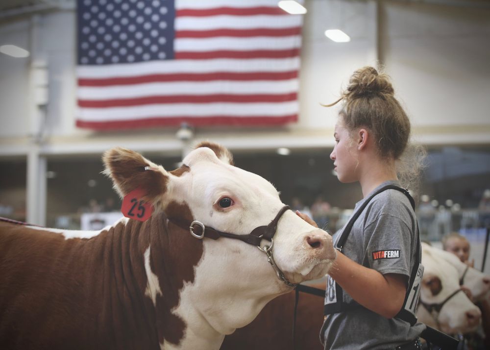 Exposici&oacute;n de gen&eacute;tica bovina en Estados Unidos.