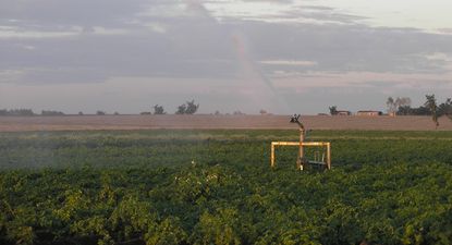 Riego en un sistema productivo de papa, en San José.