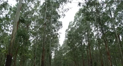 El Ministerio de Ambiente tendrá un control más estricto sobre las superficies que se forestarán.
