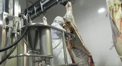 Faena vacuna, momento clave en la cadena de la agroindustria de la carne.