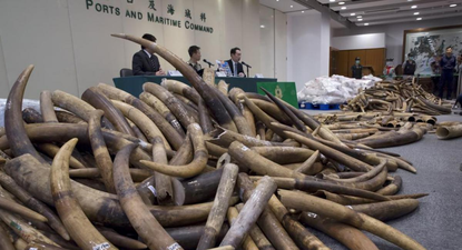 Colmillos de elefante decomisados en Japón.