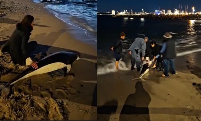 Un delfín liso del sur varó por primera vez en Punta del Este y el rescate quedó registrado en video