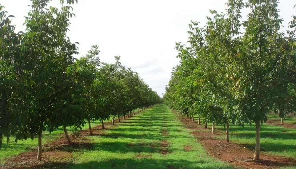 Una alternativa con varias ventajas para el productor