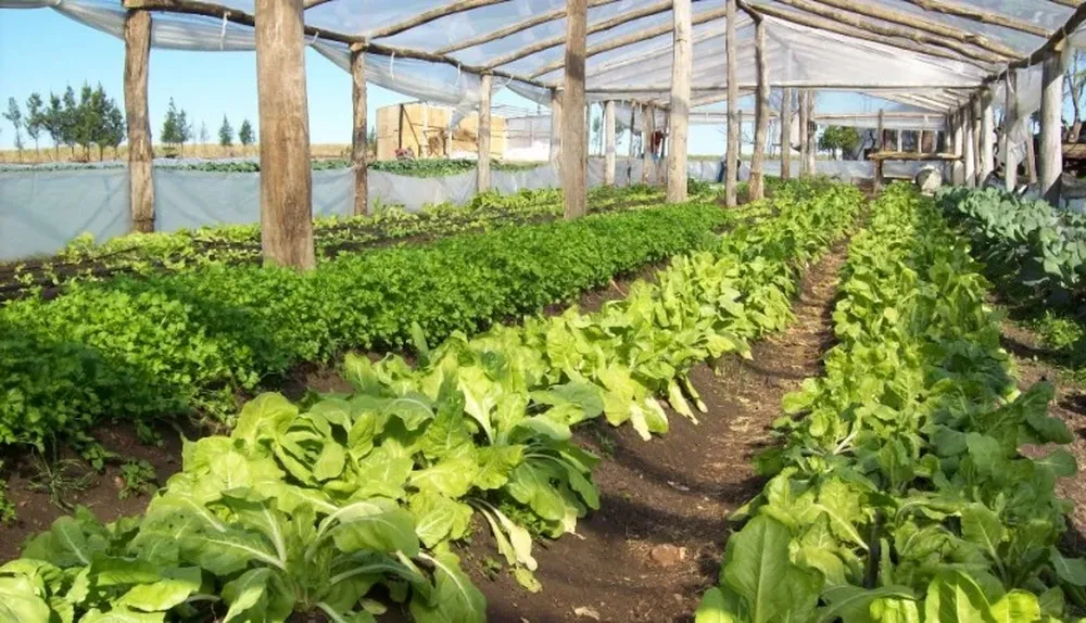 Habrá más producción bajo cubierta