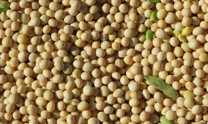 Sube la producción, pero también los stocks mundiales de la oleaginosa