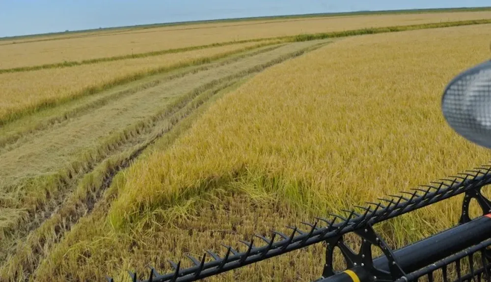 En el norte del país ya se cosechó 80% del área