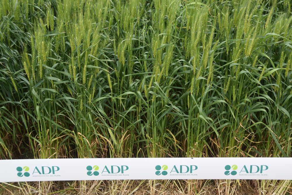 Cultivos de invierno: área de ensayos en instalaciones de ADP-Agronegocios del Plata, en Dolores.