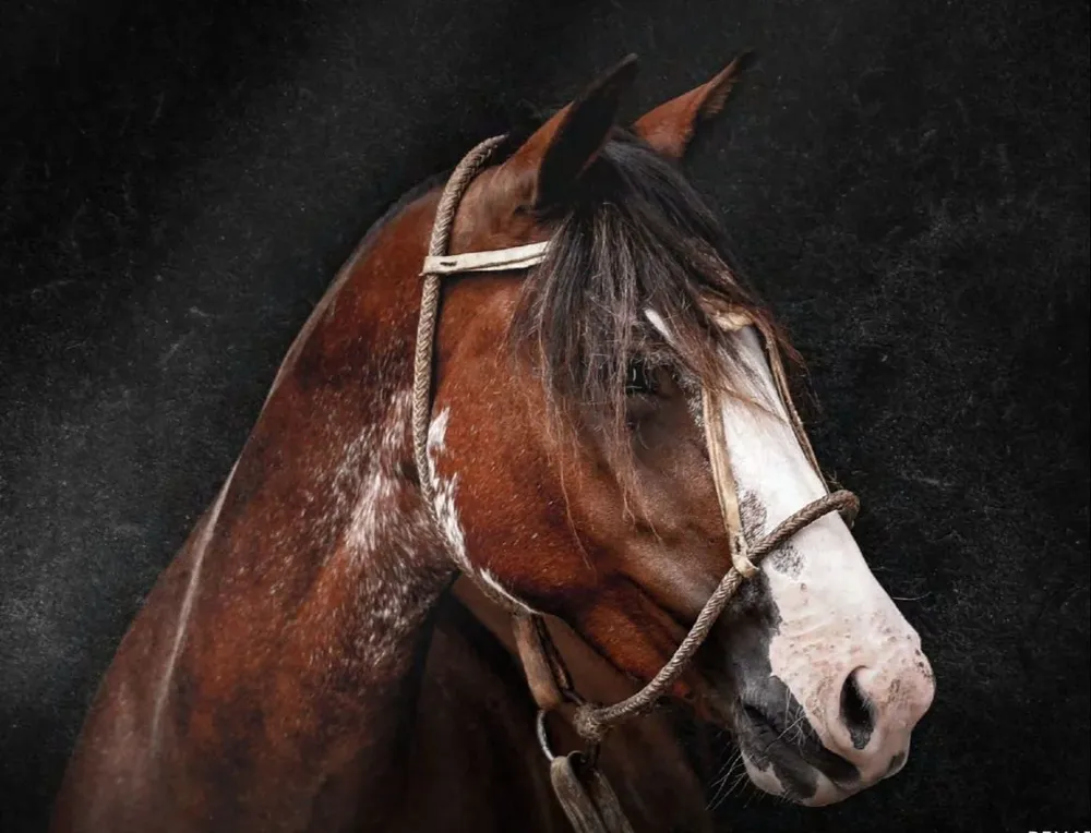 Zambrano & Cía hará el remate de forma virtual.