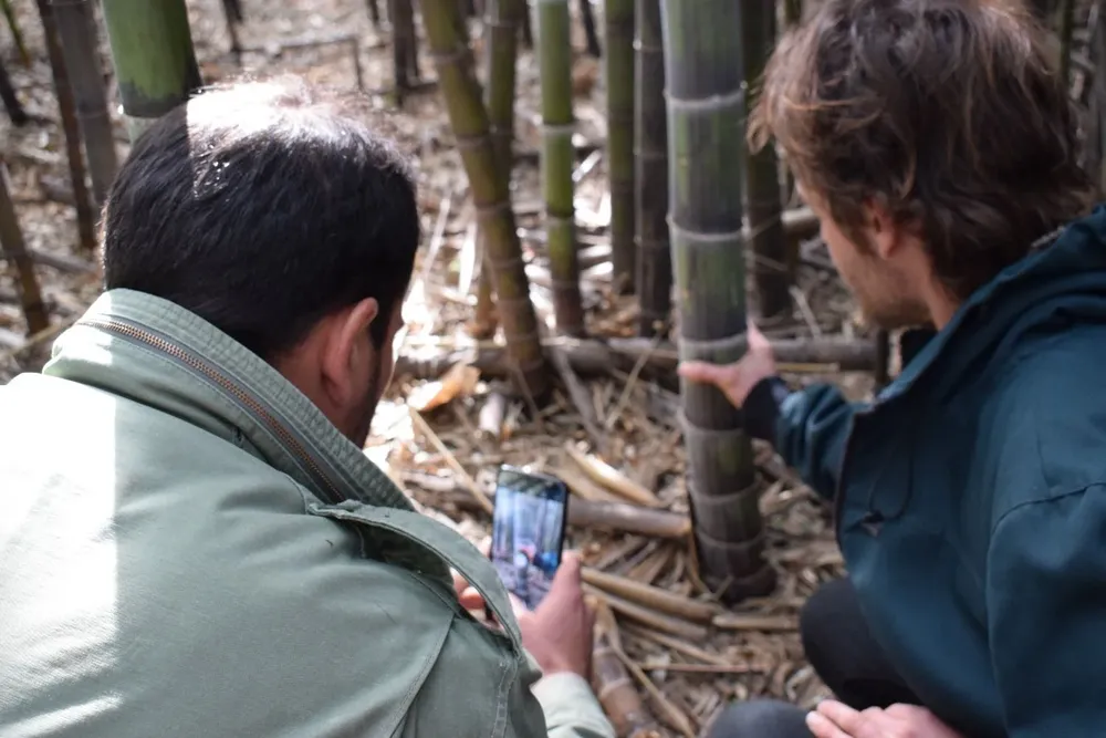 Evaluación de características morfológicas de la especie. Año a año se realizan registros de diámetros, alturas, sanidad, tasa de renuevo, que se cruzan con información agroclimática de cada año, para concluir sobre el manejo y sus resultados y así tomar decisiones adecuadas