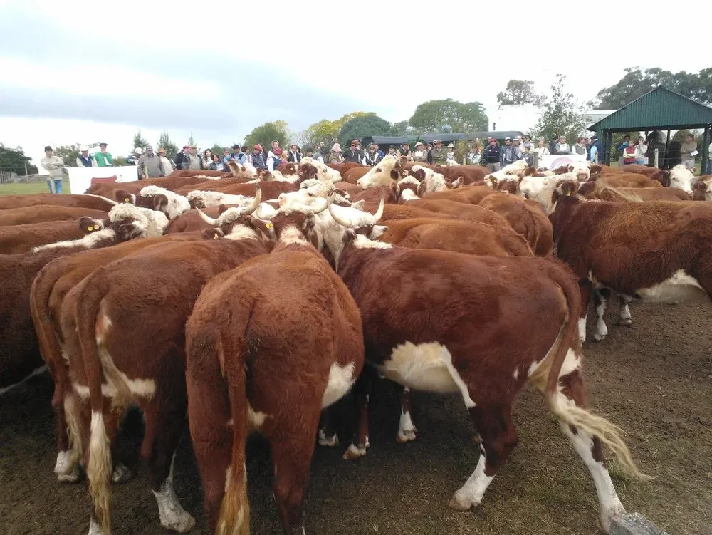 Buenos lotes de Hereford aprecian los criadores en la tradicional gira de esra raza