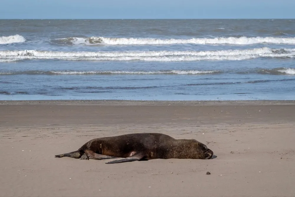 Gripe aviar en Mar del Plata