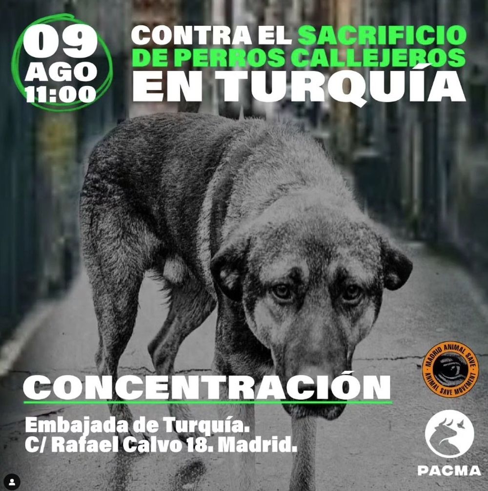 Animalistas se concentrarán frente a la embajada turca en Madrid contra el genocidio canino en este país.