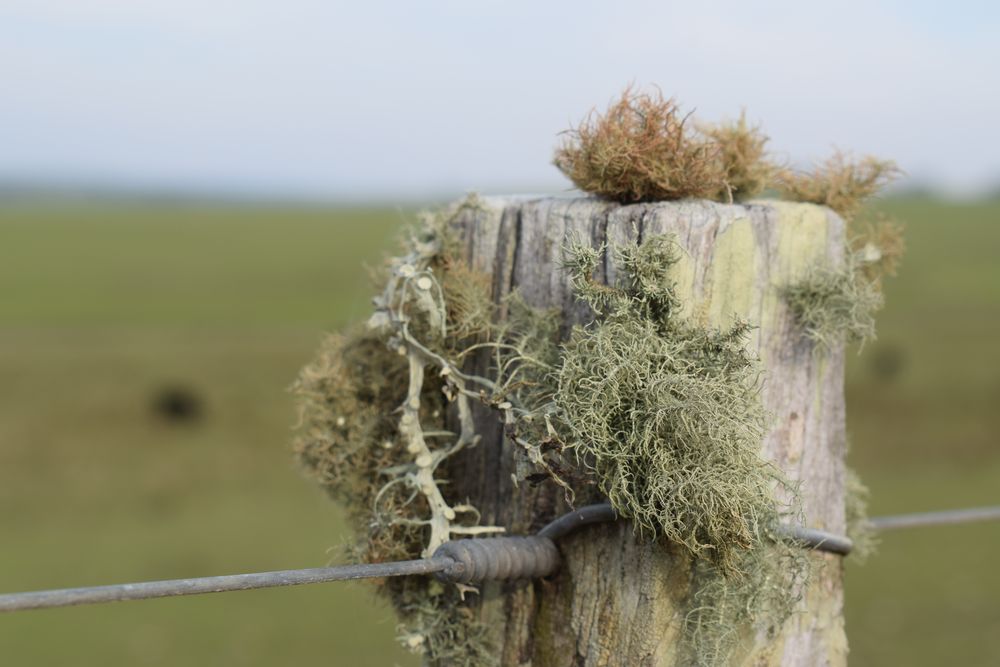 Colonización: una inversión que genera respaldos y cuestionamientos.