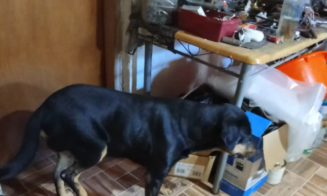 Rufus, el perro asesinado en&nbsp;Empalme Olmos