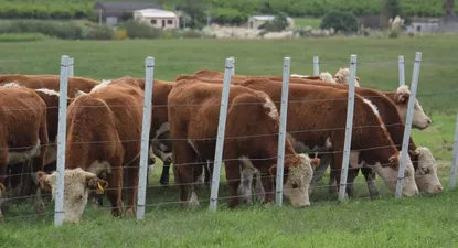 El Observador | 1650496604266.webp