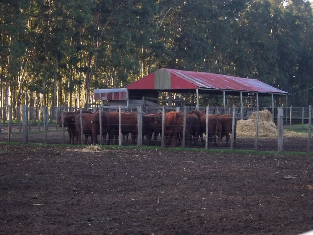La carne seguirá demandada