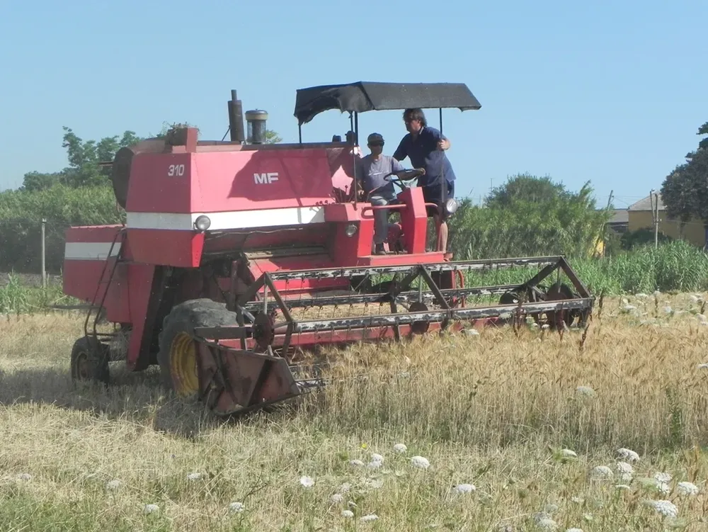 Cosecha de trigo en la zona de Pajas Blancas