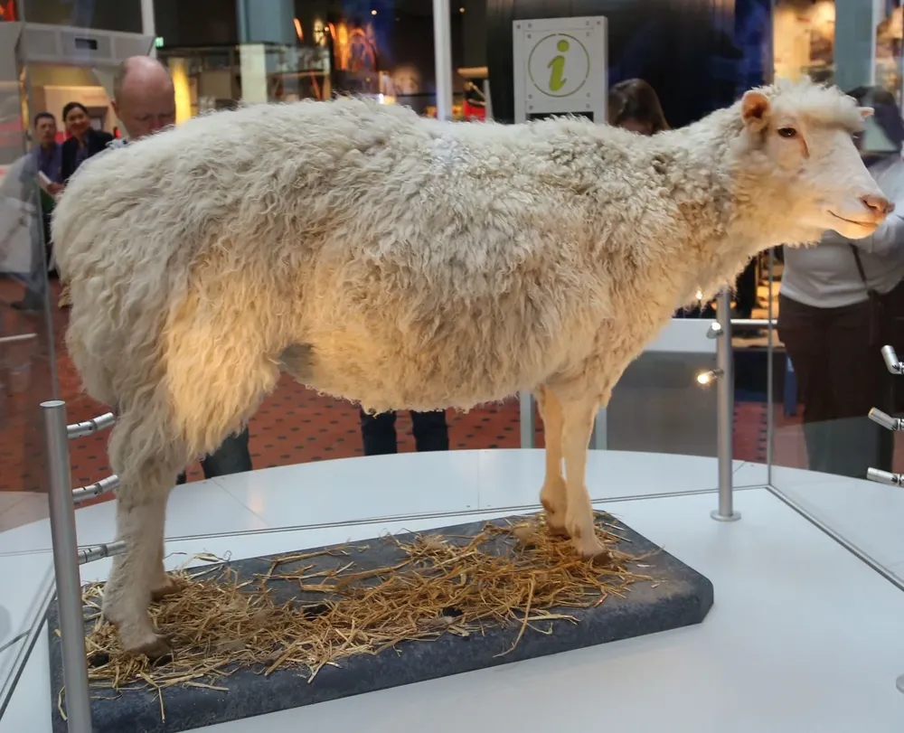 Los restos disecados de la oveja Dolly están expuestos en el Real Museo de Escocia.