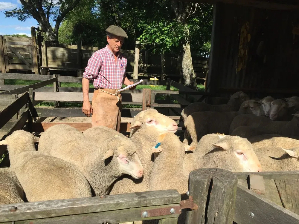 Pedro Scremini trabajando con una majada.