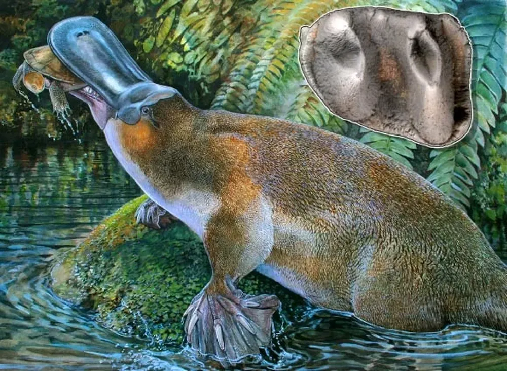Reconstrucción artística del Obdurodon tharalkooschild y un molar bajo perteneciente a un ejemplar de esa especie