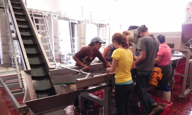 Intenso trabajo a esta altura del año en las bodegas